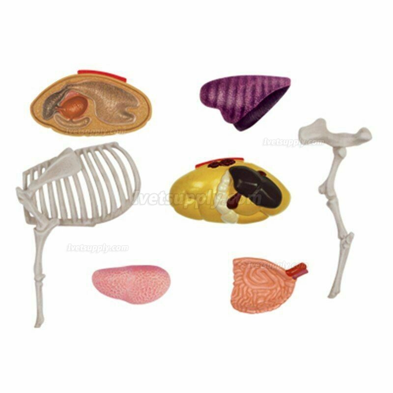 Cow Animal Organ Anatomy 4D Model Medical Teaching Animal Anatomical Models